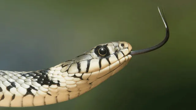 viral-video-of-man-hanging-out-with-multiple-anacondas-coiling-him-leaves-internet-horror-struck-watch